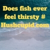 Does fish ever feel thirsty # Hushcupid.com Does fish ever feel thirsty # Hushcupid.com