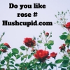 Do you like rose # Hushcupid.com