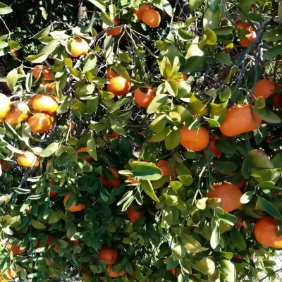 Fruit